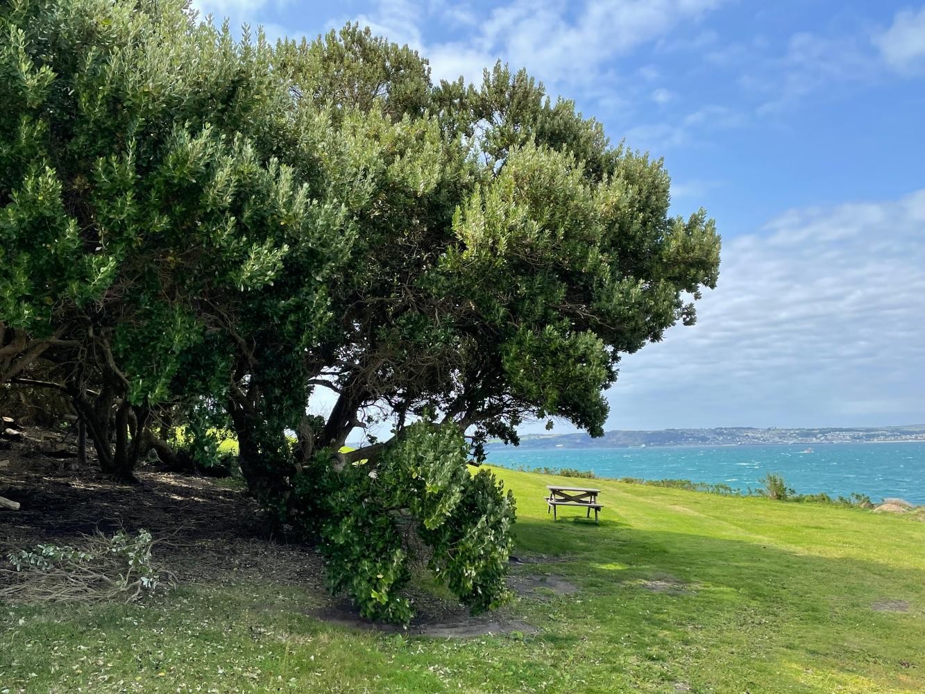 Baum am Meer